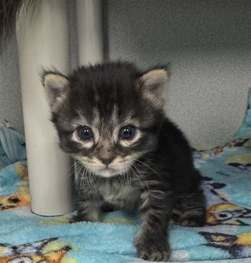 MARIA, a cat for adoption from Dallas Animal Services
