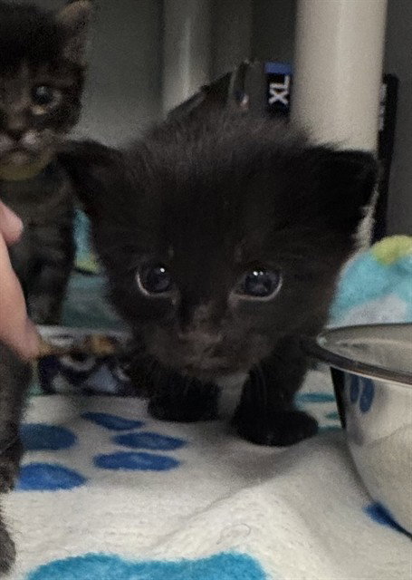 BERLIOZ, a cat for adoption from Dallas Animal Services