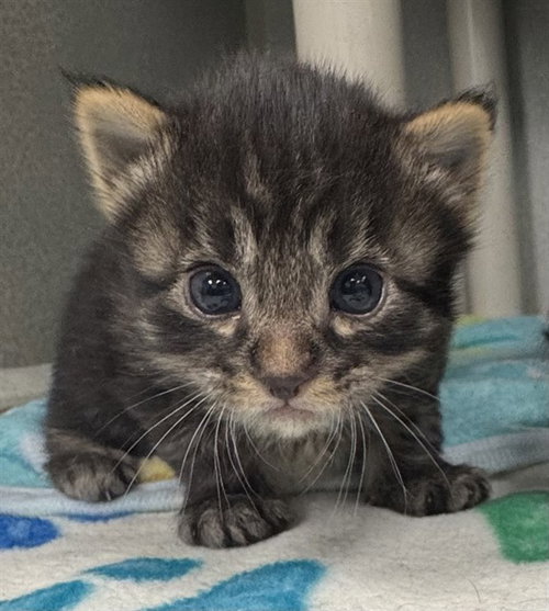 TOULOUSE, a cat for adoption from Dallas Animal Services
