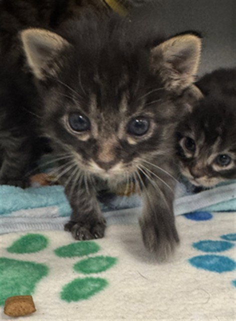 ABIGAIL, a cat for adoption from Dallas Animal Services