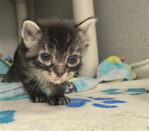 AMELIA, a cat for adoption from Dallas Animal Services