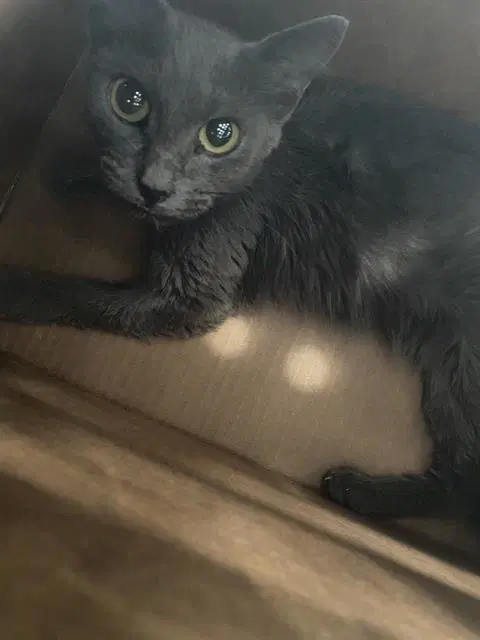 Sam - Domestic Short Hair