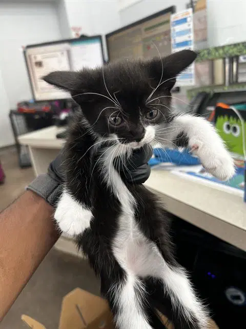 Pearl - Domestic Medium Hair