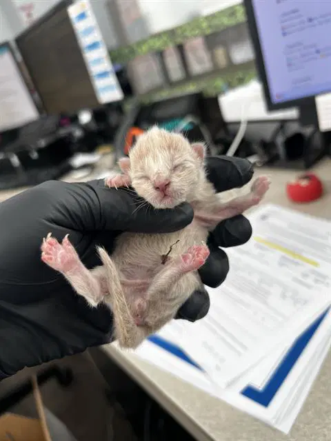 Bubbles - Domestic Medium Hair