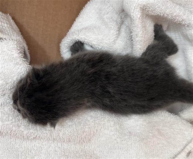 Kitty
