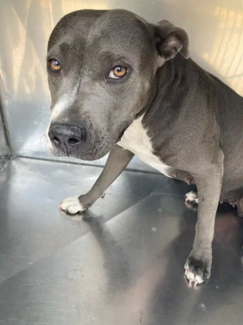 Diamond - Pit Bull Terrier