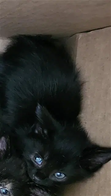 Felipe - Domestic Medium Hair