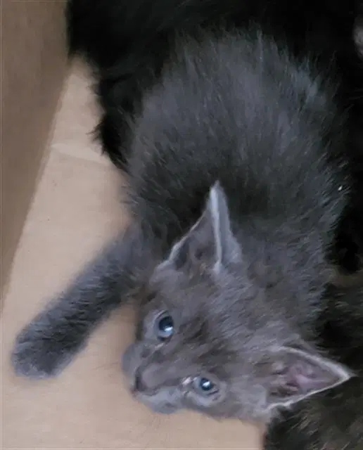 Gustavo - Domestic Medium Hair