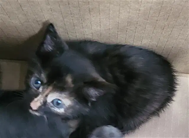 Gabirela - Domestic Medium Hair