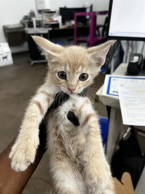 Bandit - Domestic Medium Hair