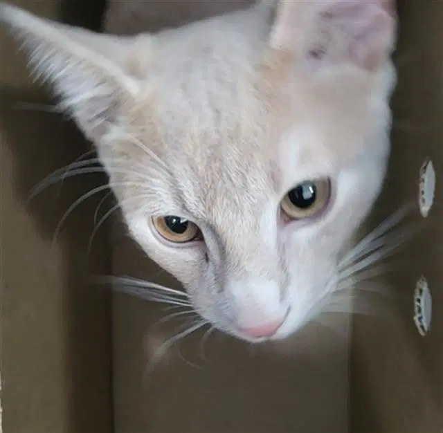 Suede - Domestic Medium Hair