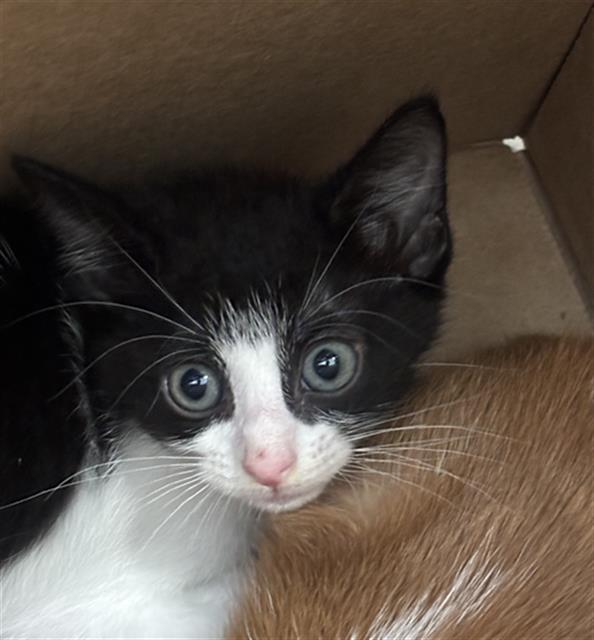 Oreo