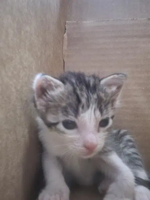 Josefina - Domestic Medium Hair