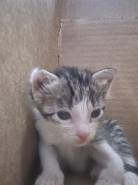 Josefina
