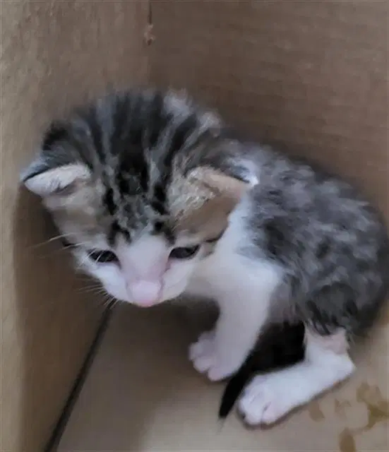 Ignacio - Domestic Medium Hair