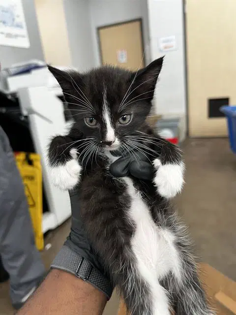 Marshmallow - Domestic Medium Hair