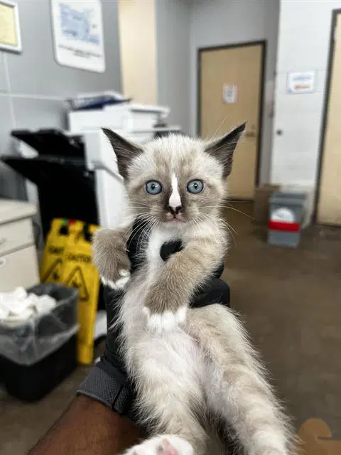 Opal - Domestic Medium Hair