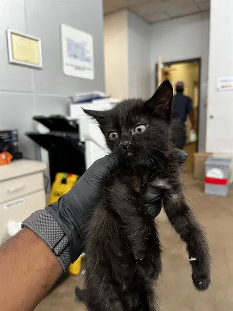 Mochi - Domestic Medium Hair