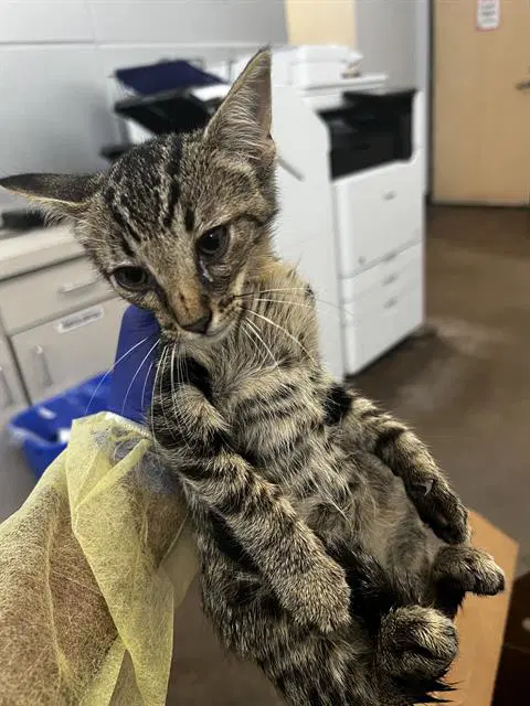 Ares - Domestic Medium Hair