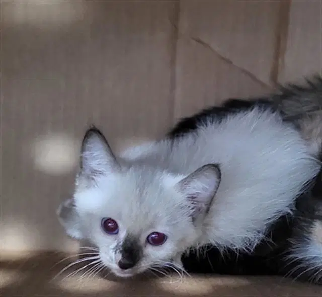 Ines - Domestic Medium Hair