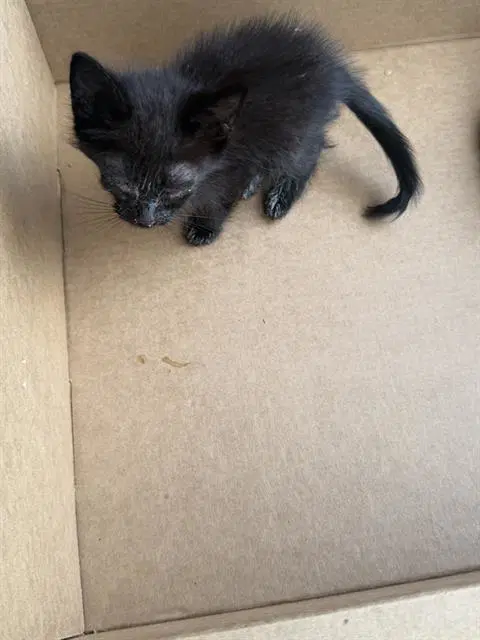 Ben - Domestic Medium Hair