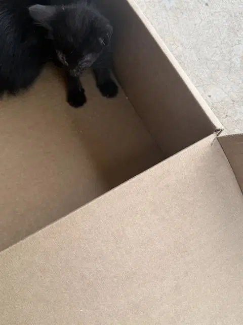 Melton - Domestic Medium Hair
