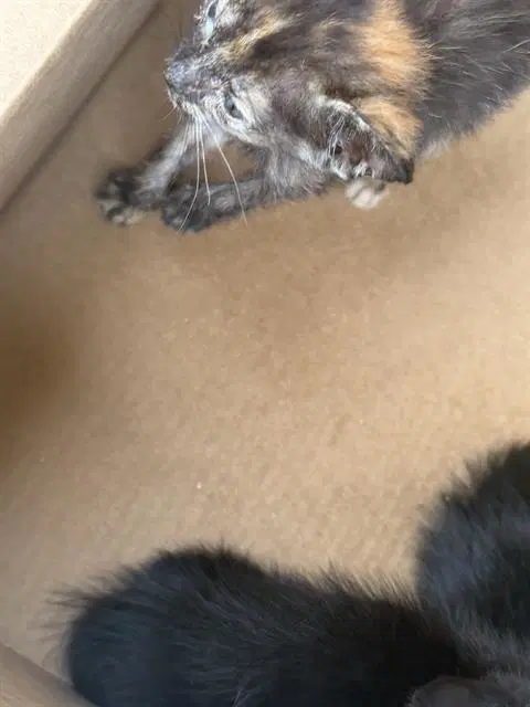 Leo - Domestic Medium Hair