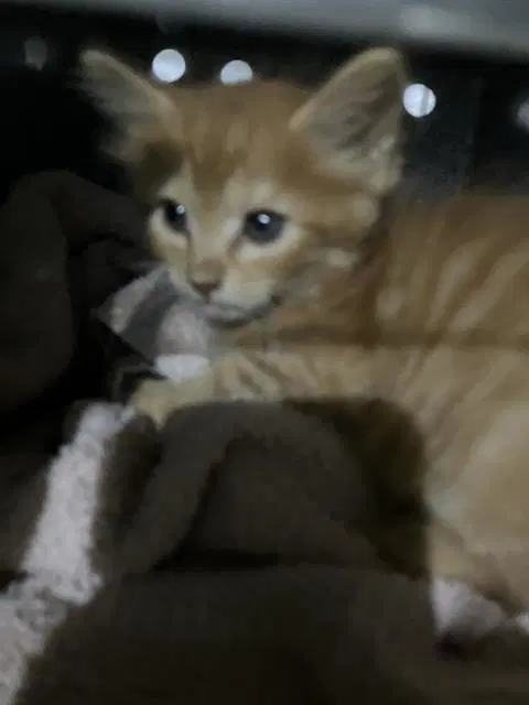 Fizzy - Domestic Medium Hair