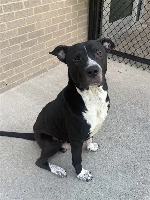 Belto - Pit Bull Terrier