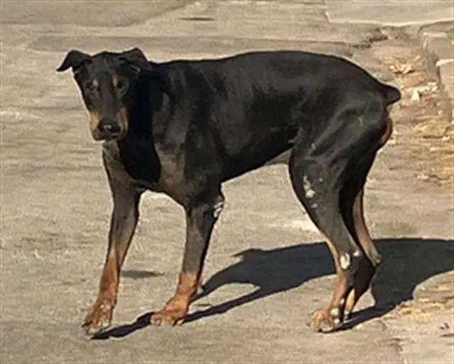 Paco - Doberman Pinscher