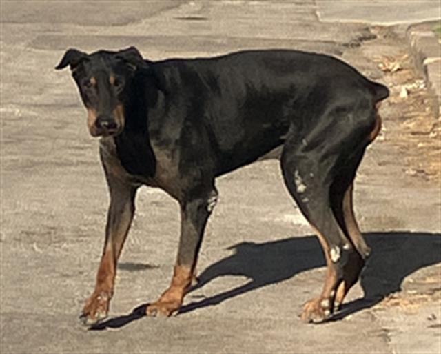 Paco