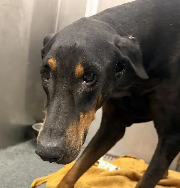Paco - Doberman Pinscher