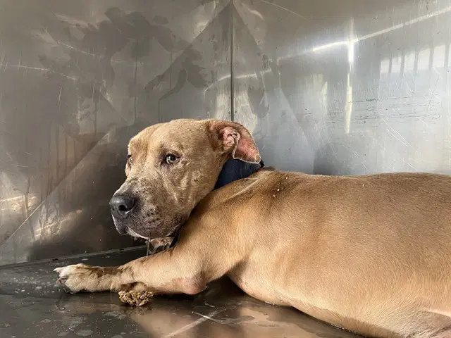 Tahoe - American Pit Bull Terrier
