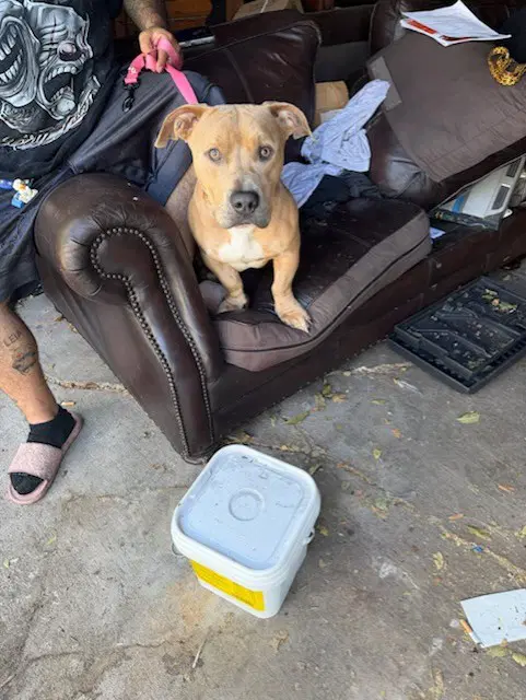 Chevy - American Pit Bull Terrier