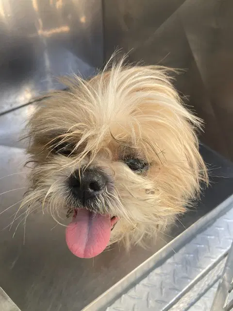 Graham - Shih Tzu