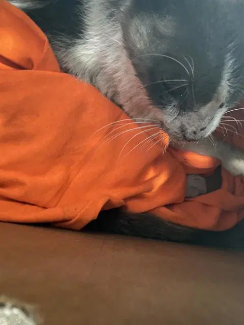 Sammy - Domestic Short Hair