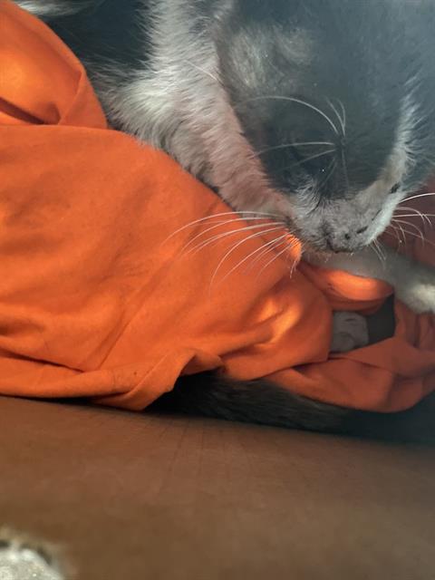 Sammy