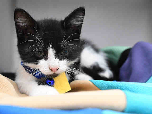Vance - Domestic Medium Hair