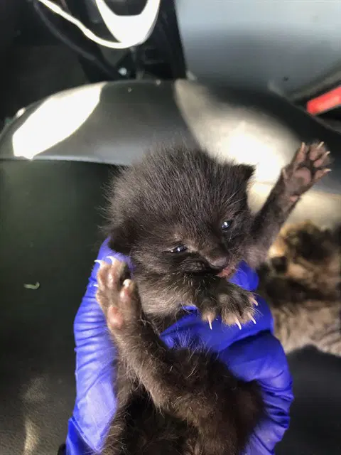 Spikey - Domestic Medium Hair