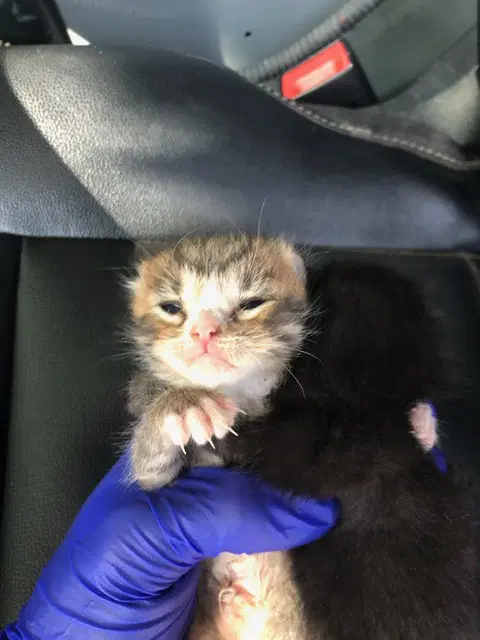 Smite - Domestic Medium Hair
