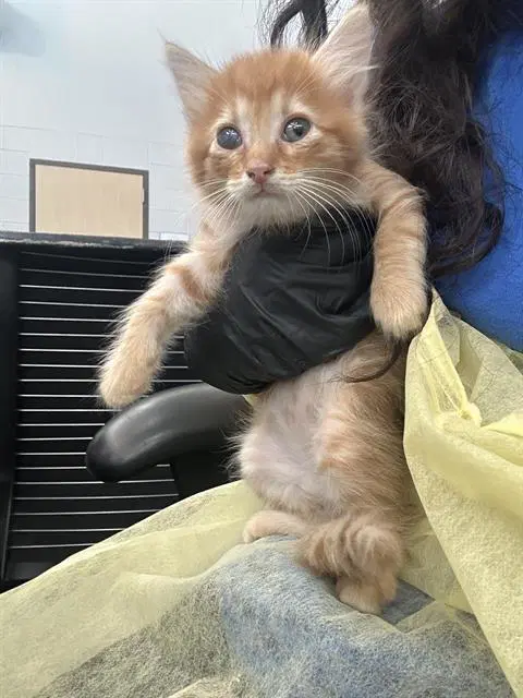 Arlo - Domestic Long Hair