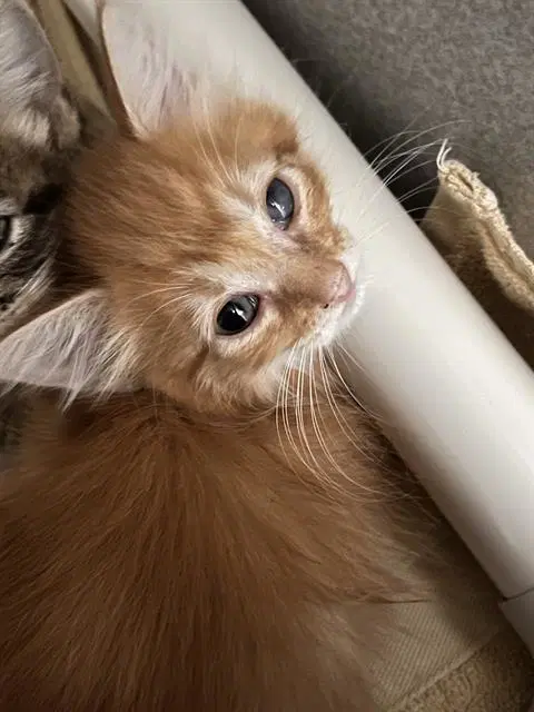 Arlo - Domestic Long Hair