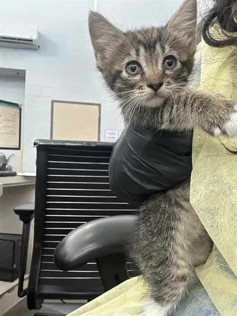 Ellie - Domestic Medium Hair