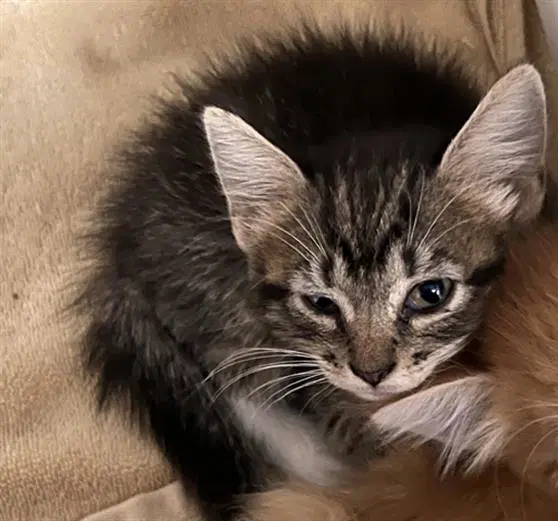 Ellie - Domestic Medium Hair