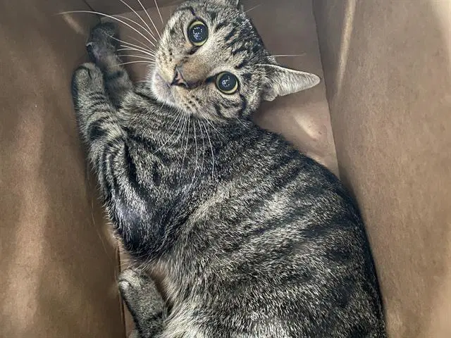 Alex - Domestic Short Hair