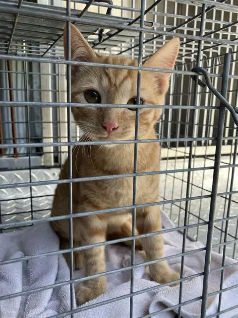 Peter - Domestic Short Hair