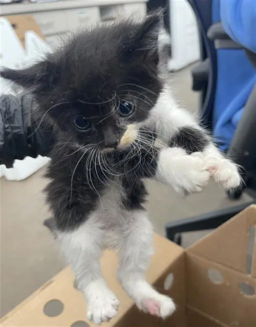 Nala - Domestic Short Hair