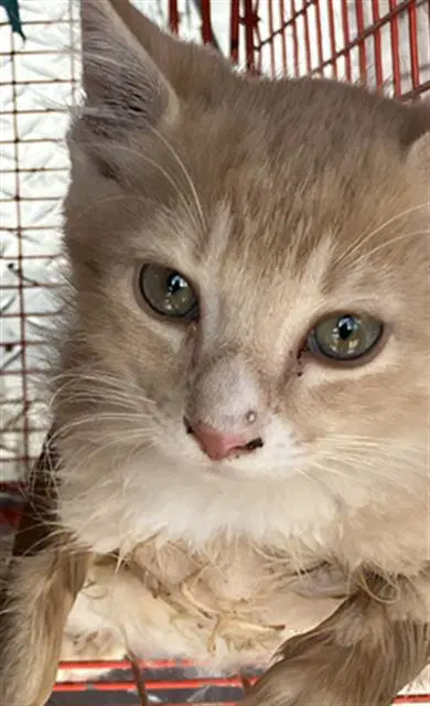Sunlight - Domestic Short Hair