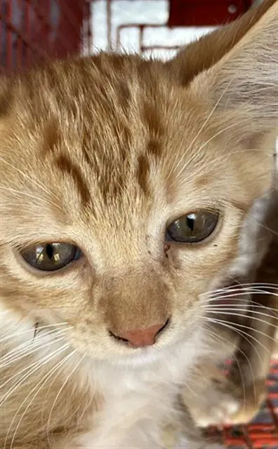 Sun Bright - Domestic Short Hair