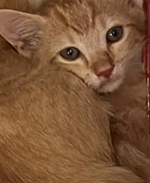 Sunnite - Domestic Short Hair